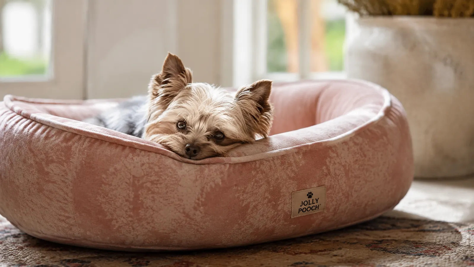 Small Yorkie curled in a bolster orthopedic dog bed on a cream-colored rug in a bright living room