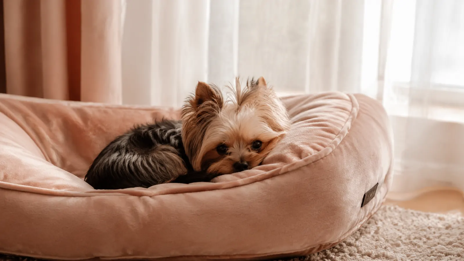 Small Yorkie sitting inside the bolster of a Bedsure orthopedic dog bed on a cream-colored bedroom floor