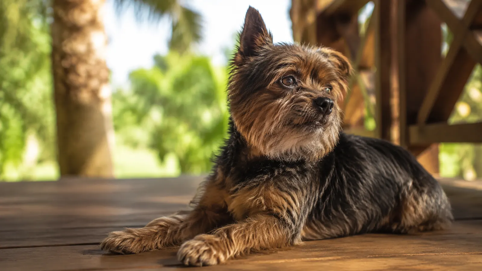 Senior Yorkie resting on a porch in warm morning light, looking calm and comfortable