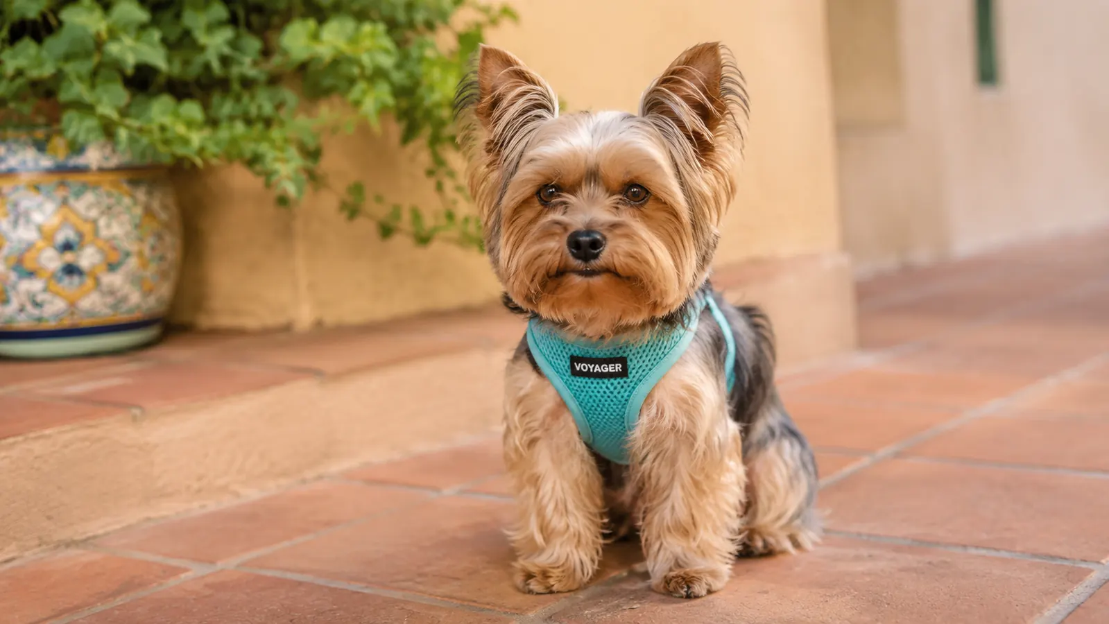 Small Yorkie wearing a teal soft mesh step-in harness, sitting on a terracotta patio tile in morning light
